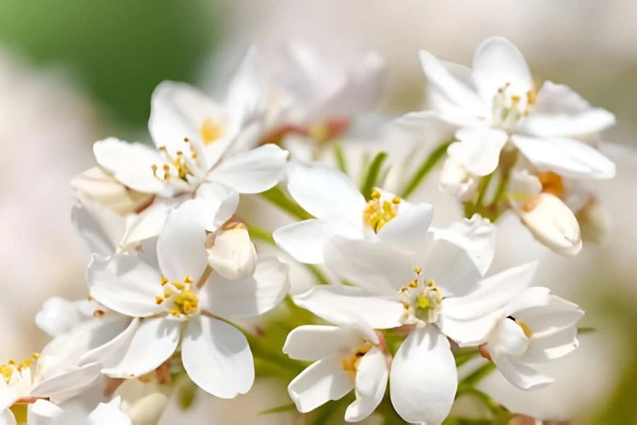 Orange Blossom