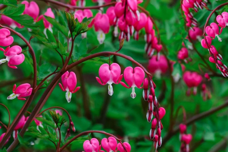 Bleeding Heart