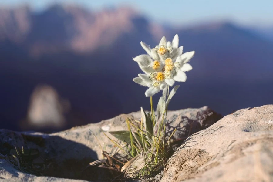 Edelweiss