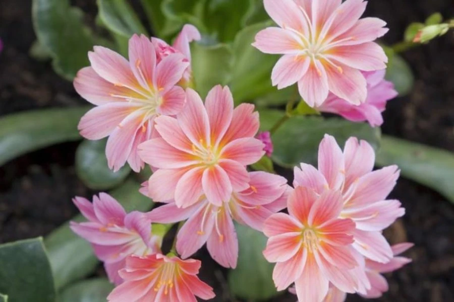 Lewisia