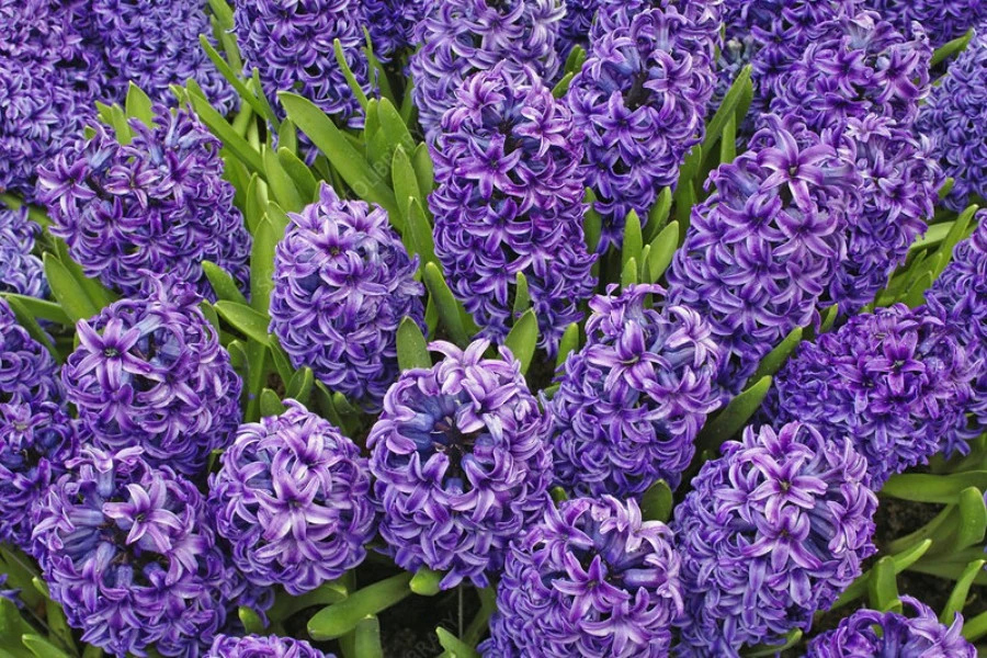 Purple Hyacinth