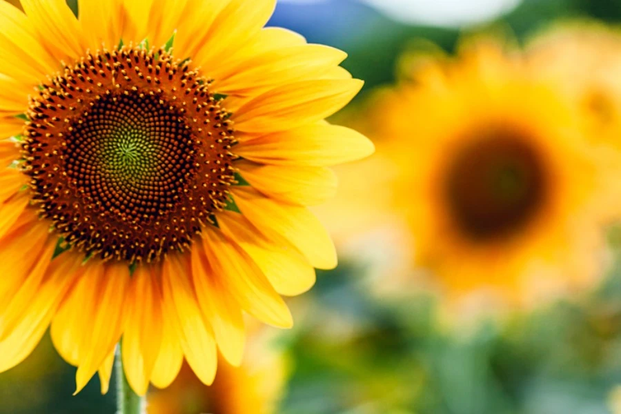 The Different Meanings of Sunflower Colors