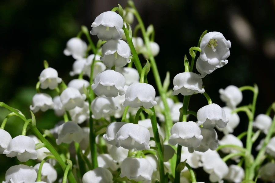 Lily of the Valley