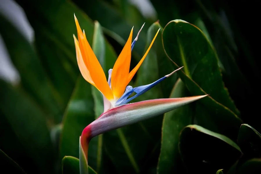 Strelitzia