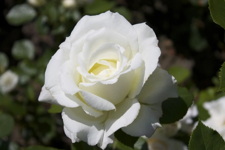 White Rose