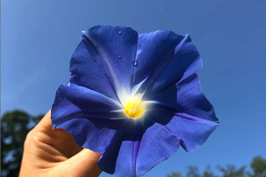 Perfect Ideas for Giving Morning Glory