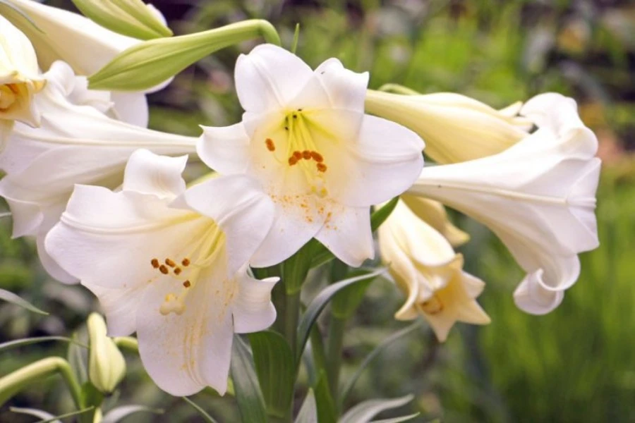 White Lilies