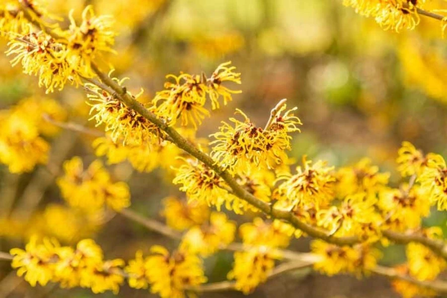 Witch Hazel