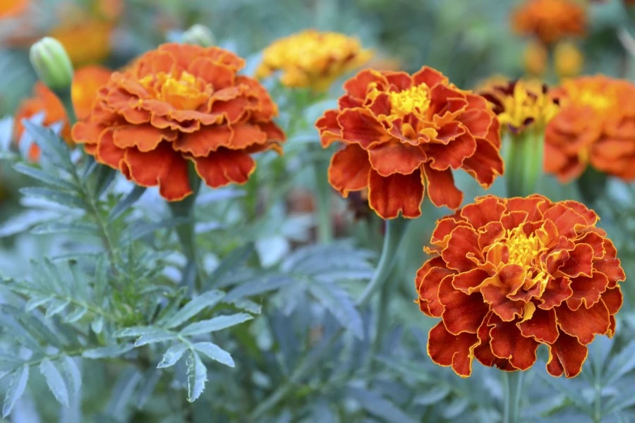 Marigolds