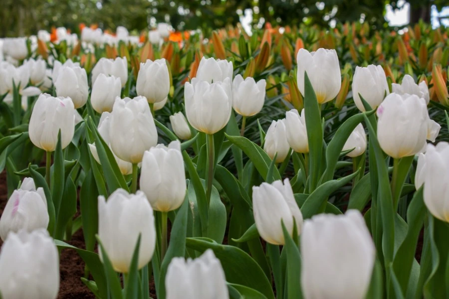 White Tulip