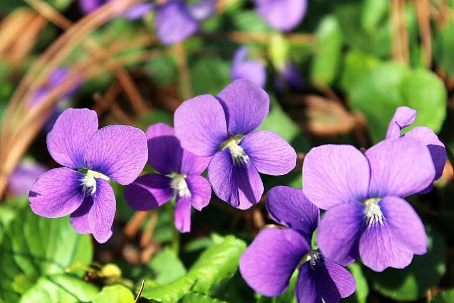 Blue Violets