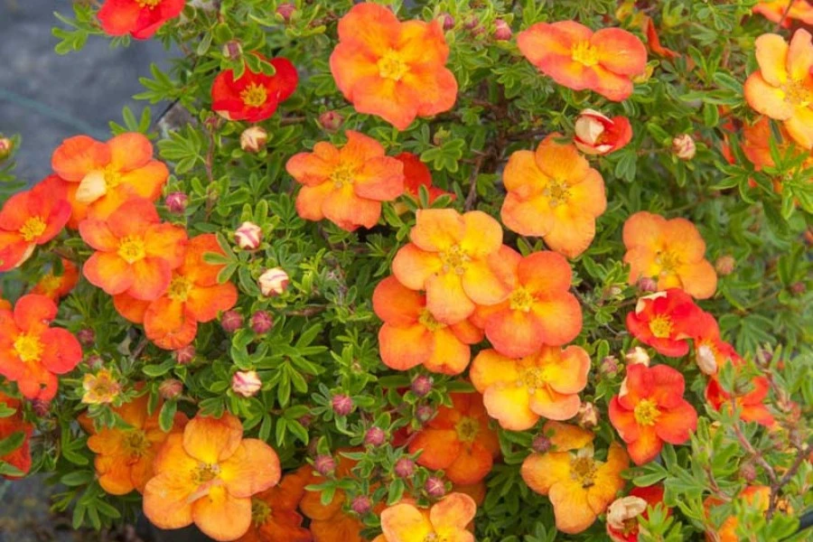 Potentilla