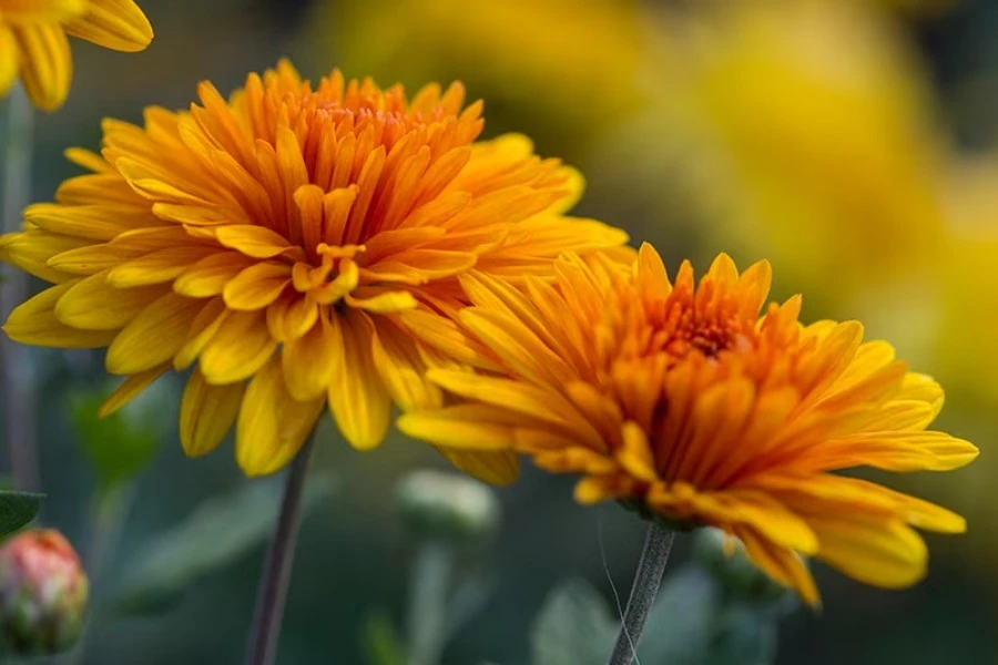 Chrysanthemum