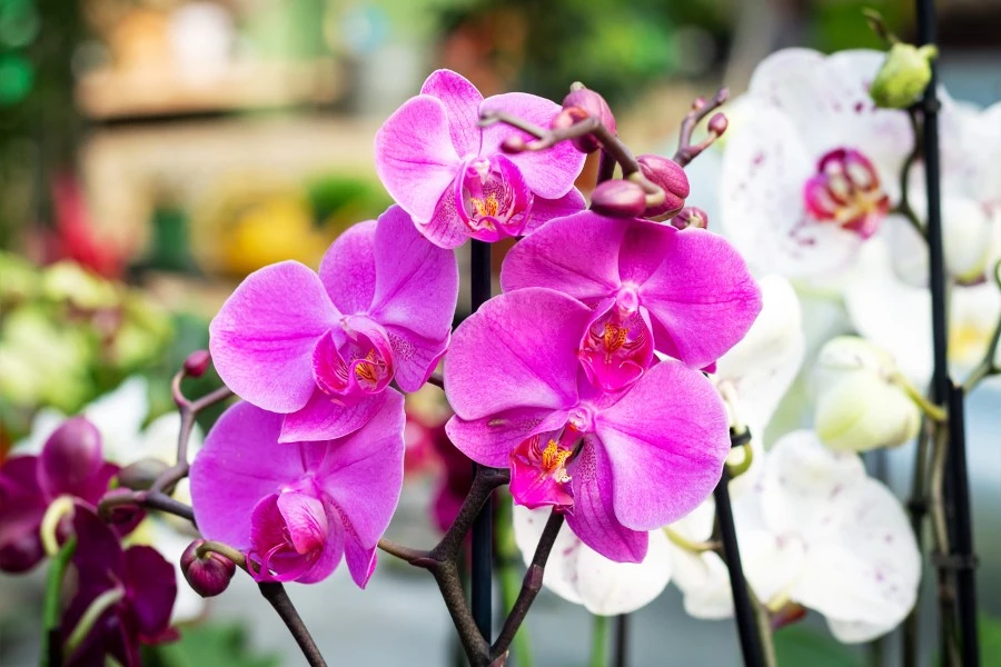 Orchid