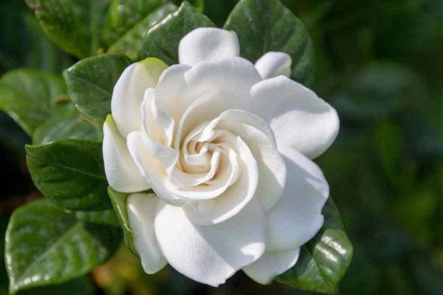 Gardenia