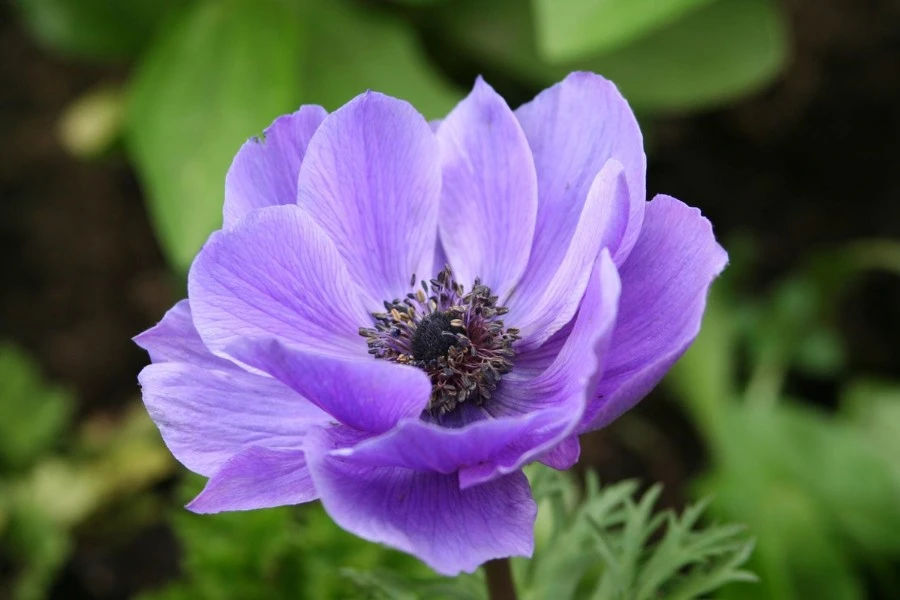 Anemone