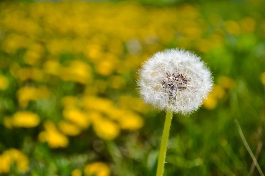 Dandelion