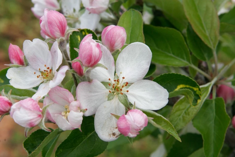 Apple Blossoms