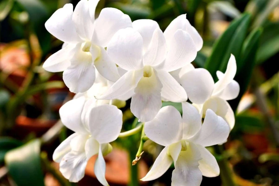 White Orchid