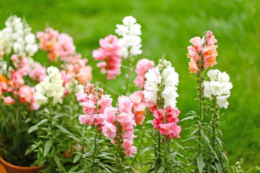 Snapdragons