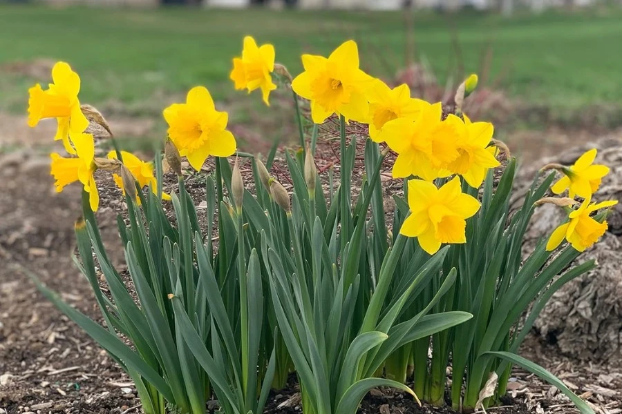 Daffodil