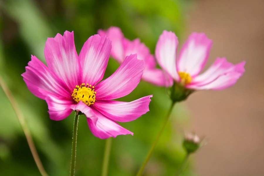 Cosmos Flower