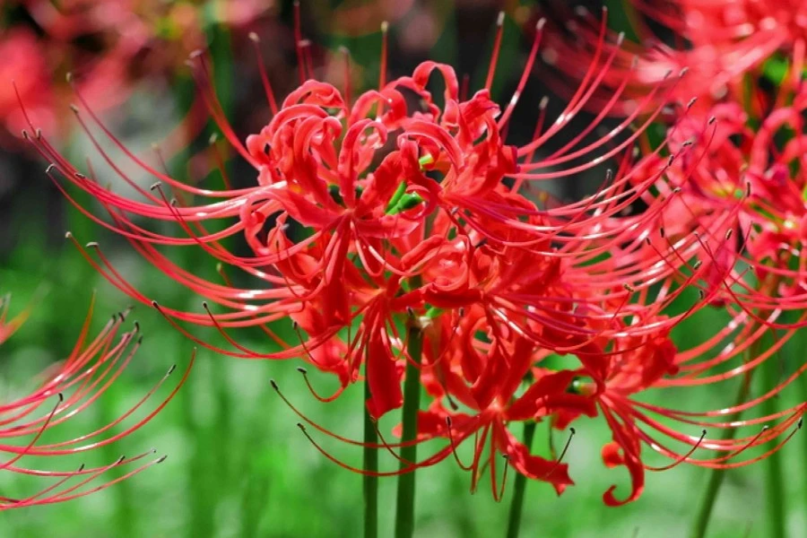 Red Spider Lily