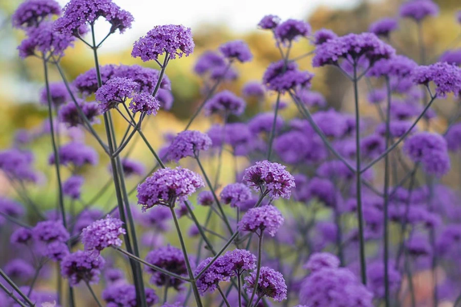 Verbena