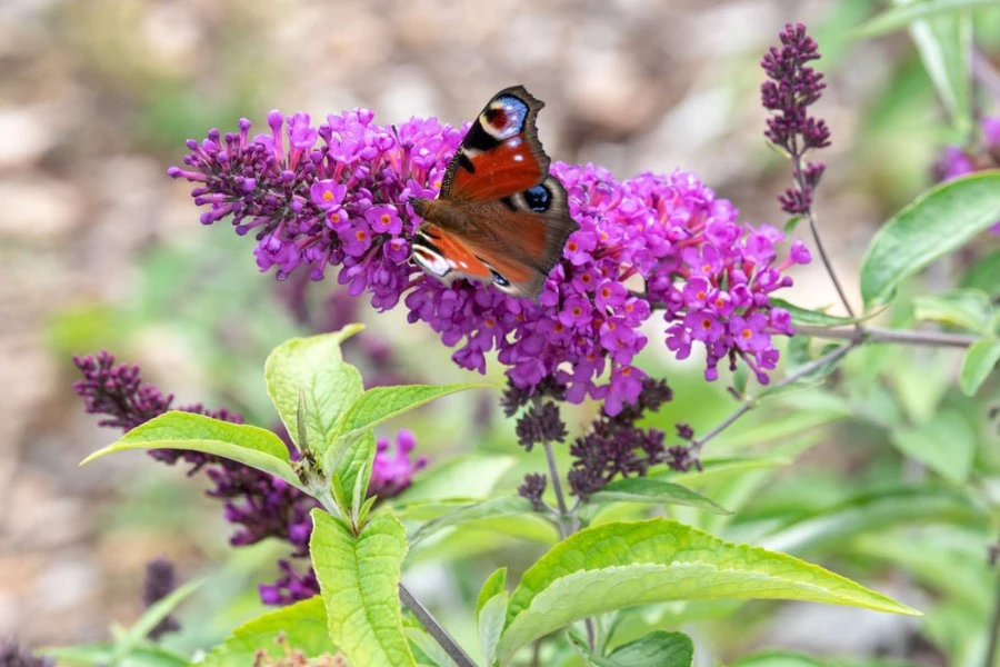 Butterfly Bush