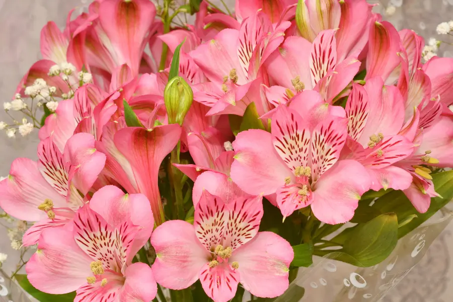 Alstroemeria flower