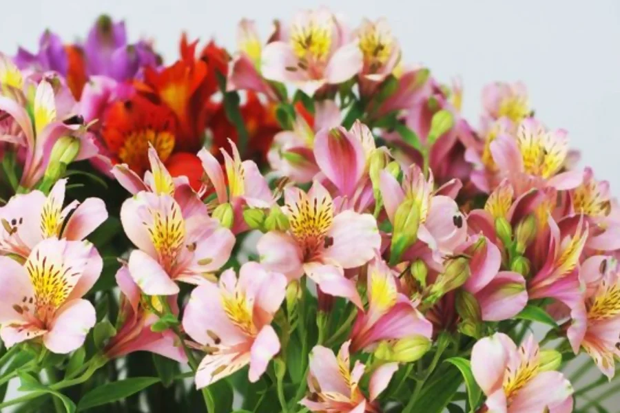 Alstroemeria represents friendship