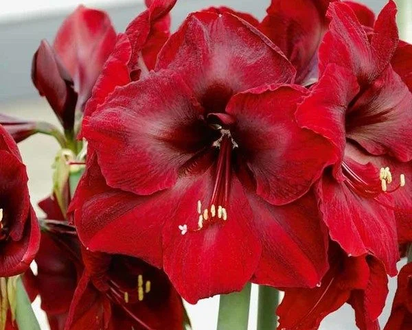 Amaryllis - the positive and vibrant change