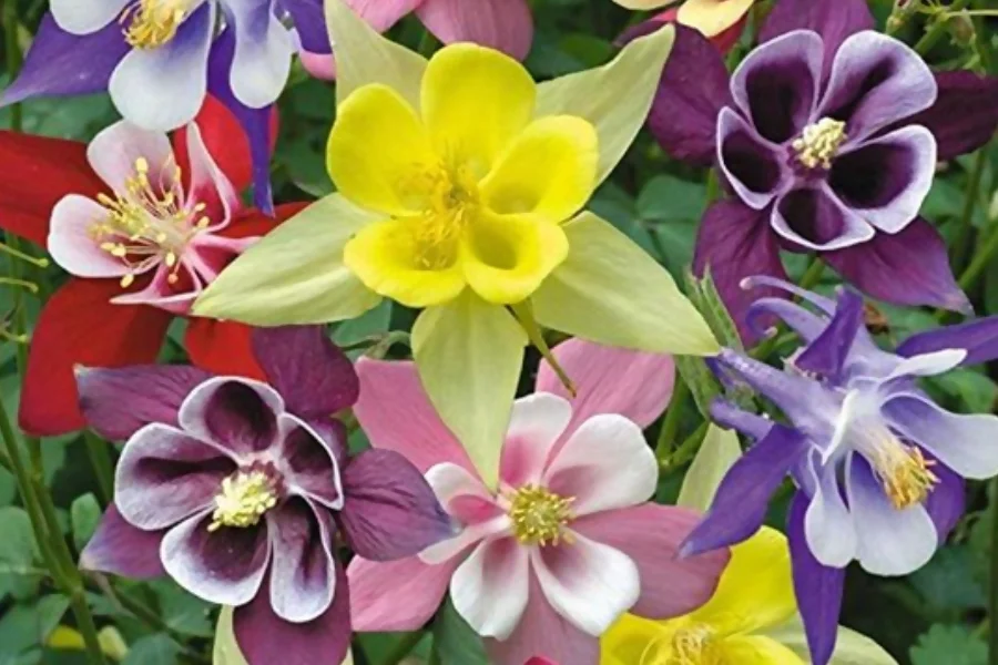 Aquilegia Columbine represents wisdom