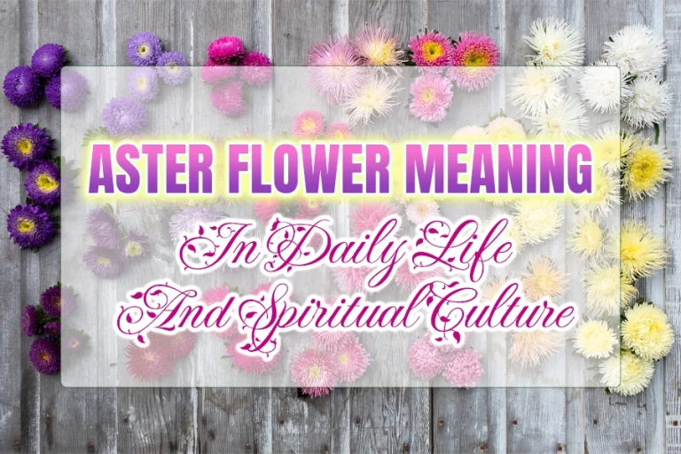 Aster flowers meaning in daily life and spiritual culture