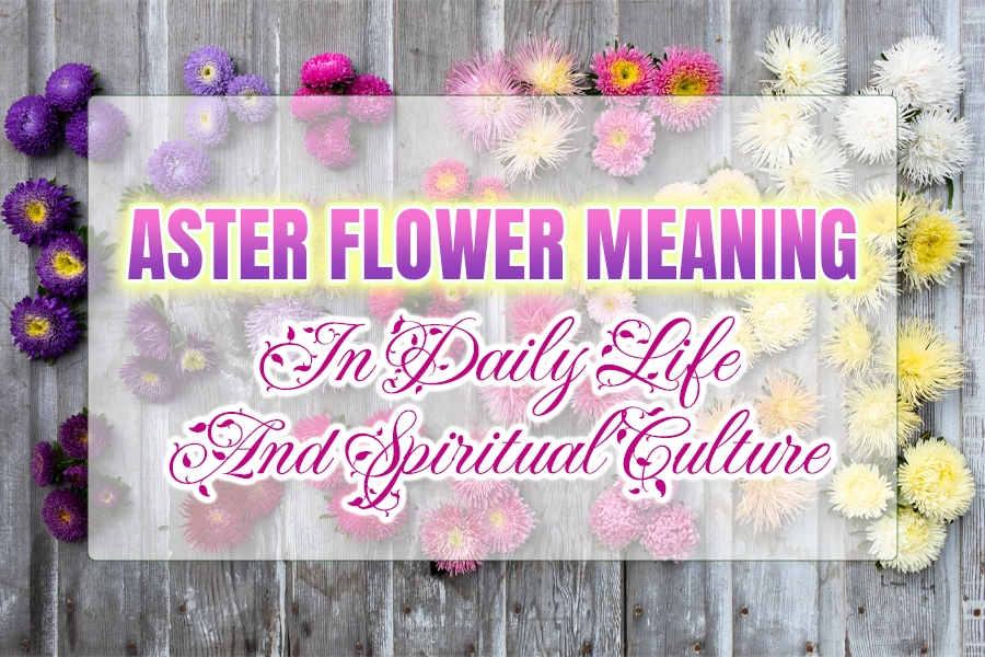 Aster flowers meaning in daily life and spiritual culture