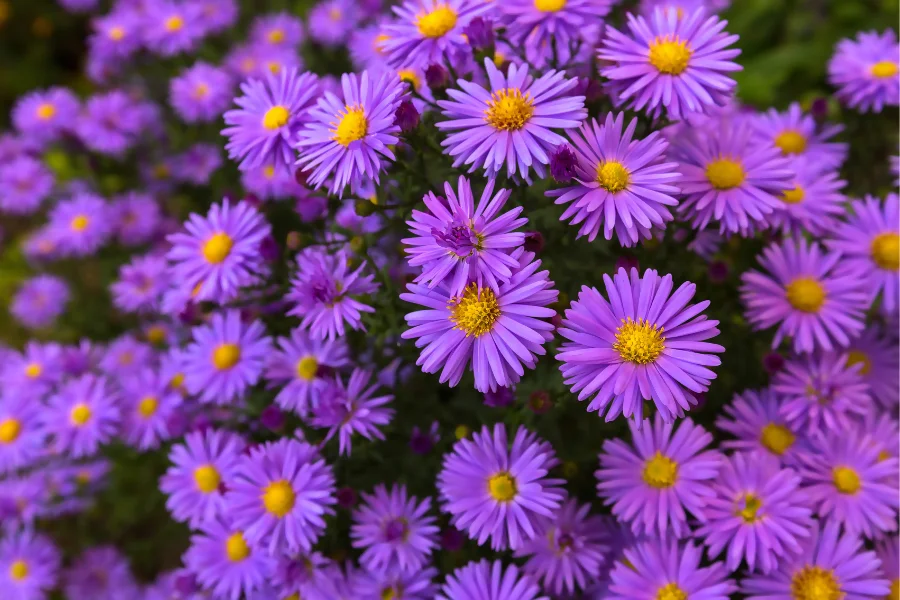 Aster -Virgo birth flower