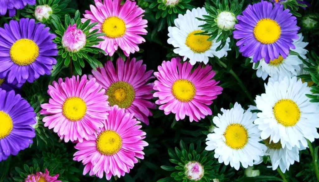 Aster flower meaning is different in color or national