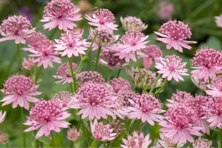 Astrantia: Style and Courage