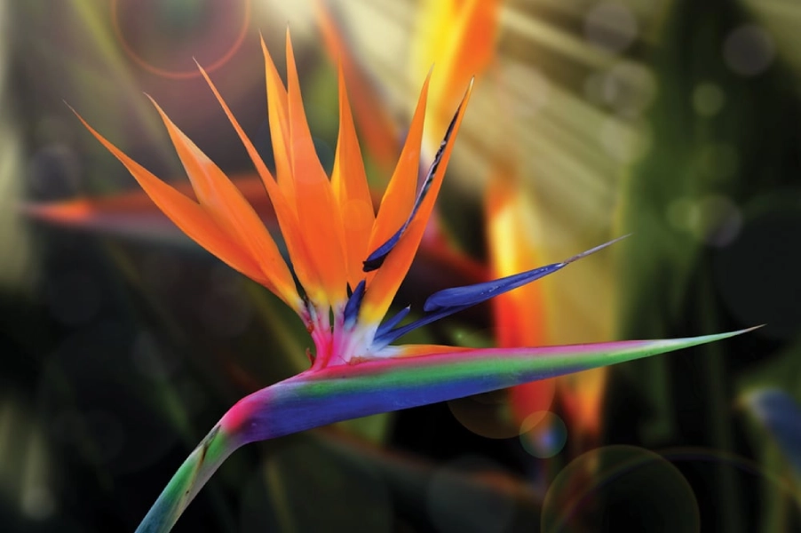 Bird of Paradise flower