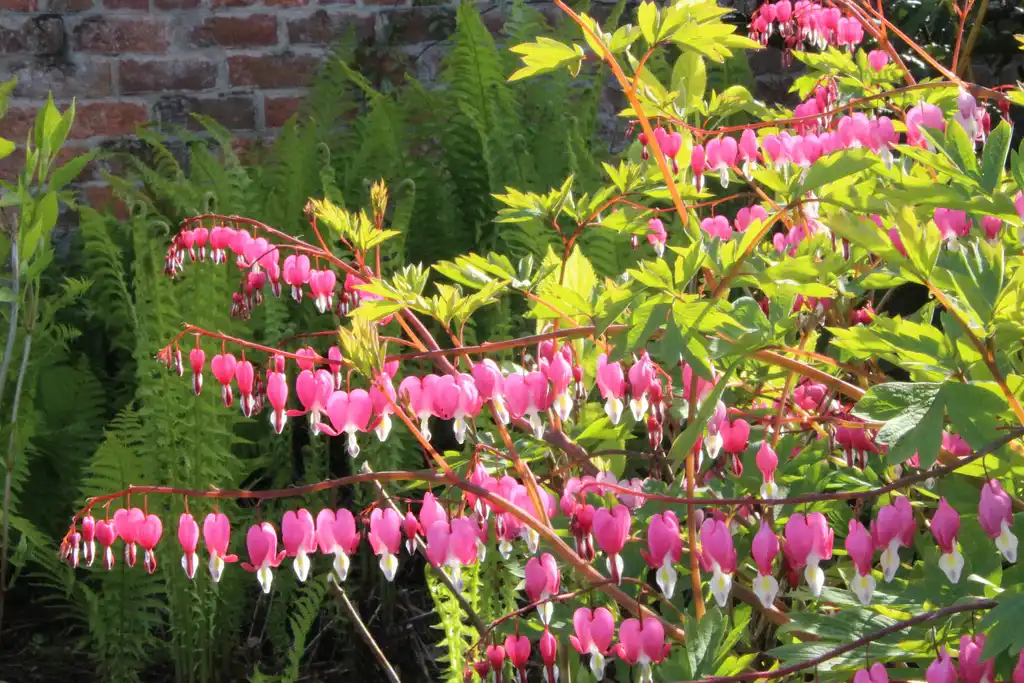 Pink bleeding hearts are the most common