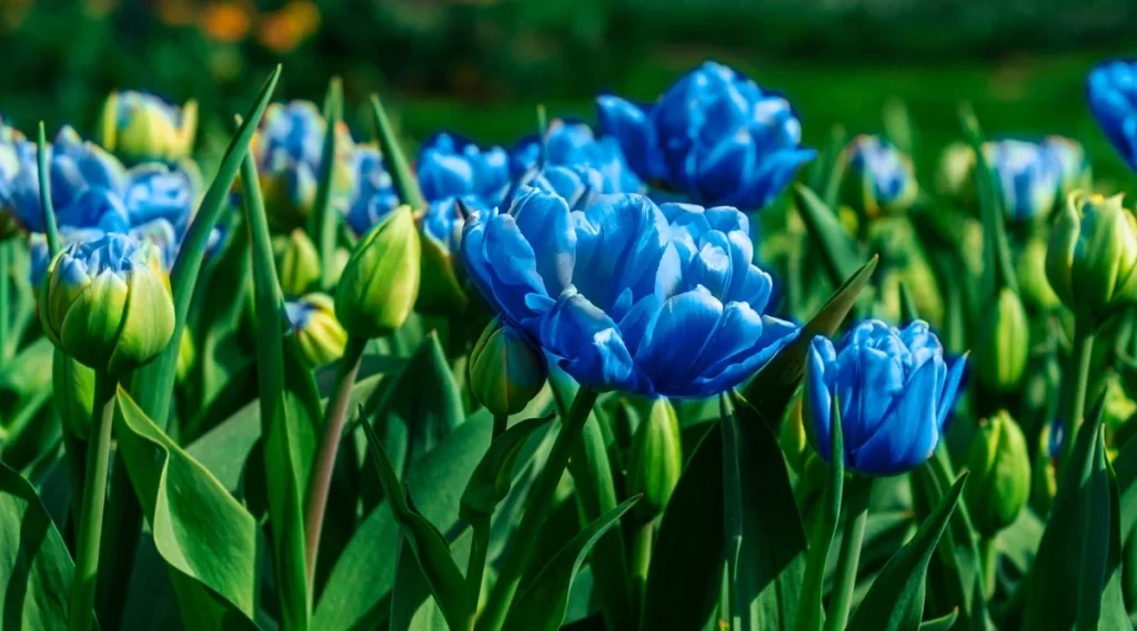 Blue tulips are quite rare and little known flowers