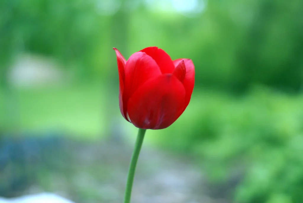 Bright red tulip full of life