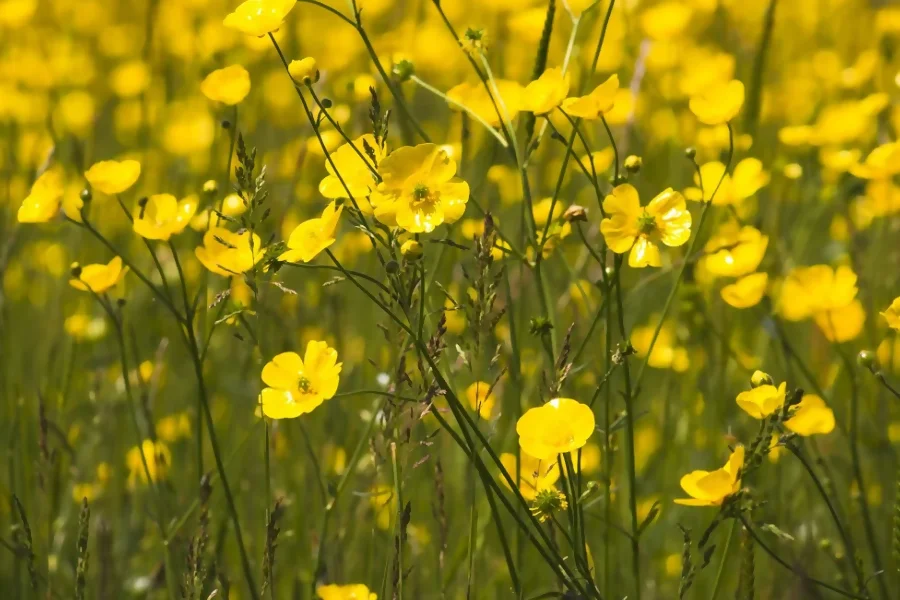 Buttercup -Virgo birth flower