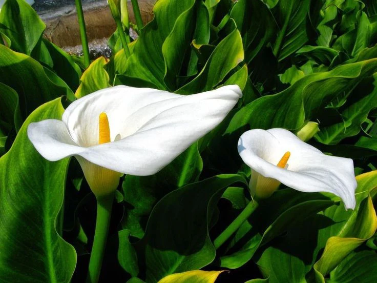 Calla Lilies - the trumpet of rebirth