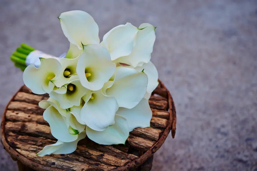 Calla lilies flower