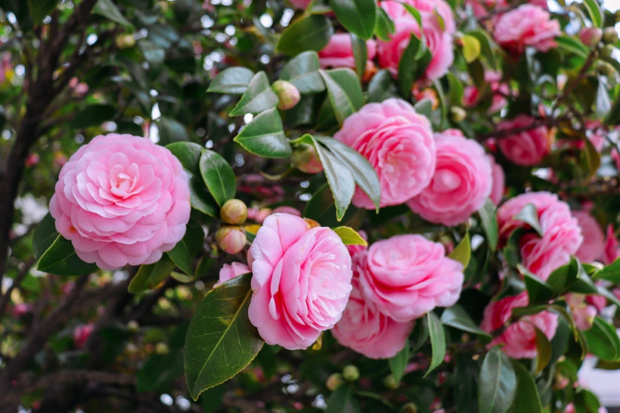 Camellias