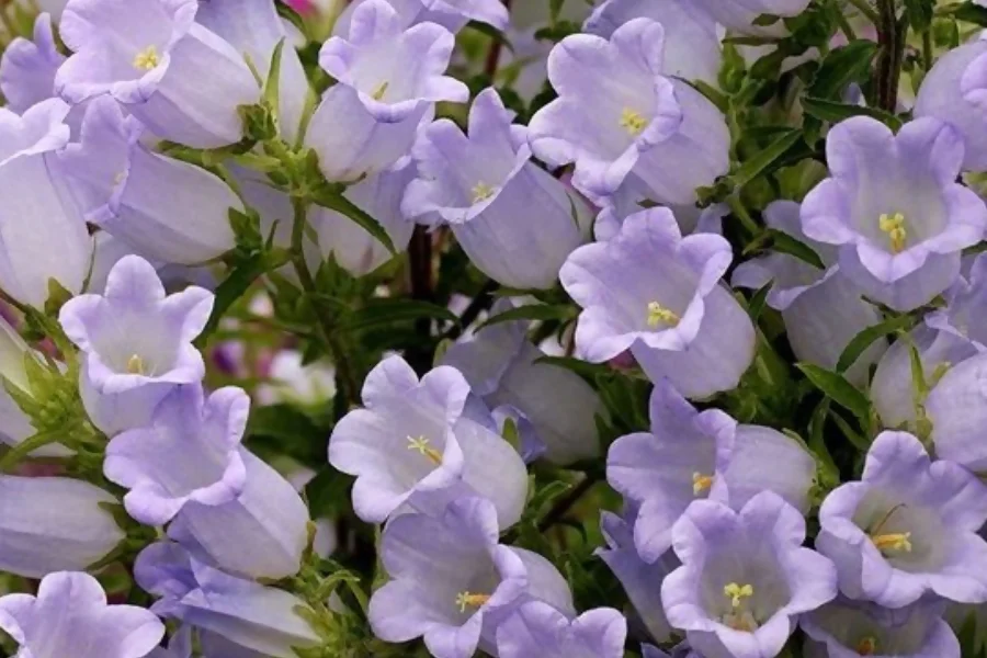 Campanula represents friendship