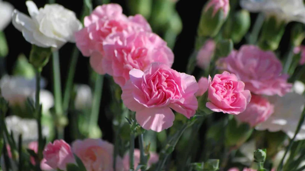 Carnation Flower
