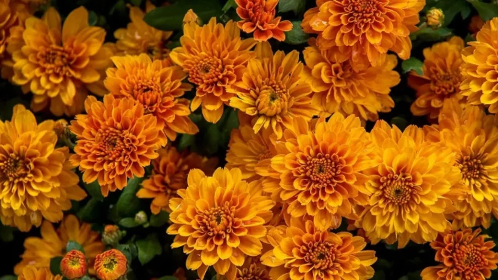 Chrysanthemum