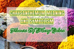 Chrysanthemum  meaning and symbolism: Flower of many colors